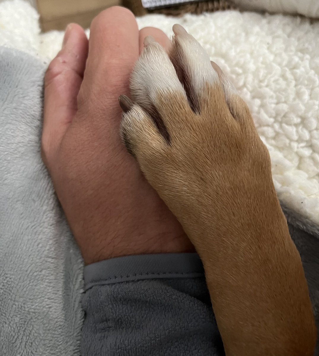 fetchdogwalkin1's tweet photo. Dogs are the only creatures that love you more than they love themselves..FACT!💙🐶#dog #doglovers #doglove #dogpaw #dogsoftwitter #staffy #staffylove #paw #dogbond #dogsarefamily #dogsareawesome #dogwalker #dogjob #Norwich https://t.co/y9un0Nuz0s