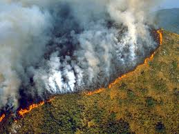 ngoshibeavan's tweet image. The pace of deforestation has slowed, but it continues globally. Although many countries are now taking steps to⬆️their forest cover, it is primarily being done through plantations and reforestation, which may not provide the same range of ecosystem services as natural #forests.