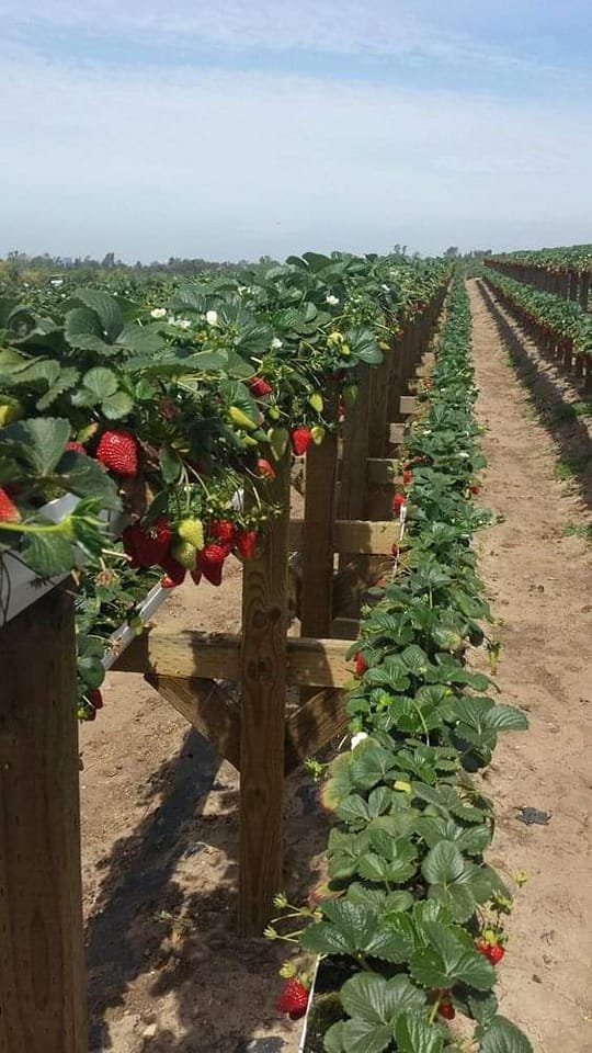 What do you know about strawberry farming? Let's discuss here!