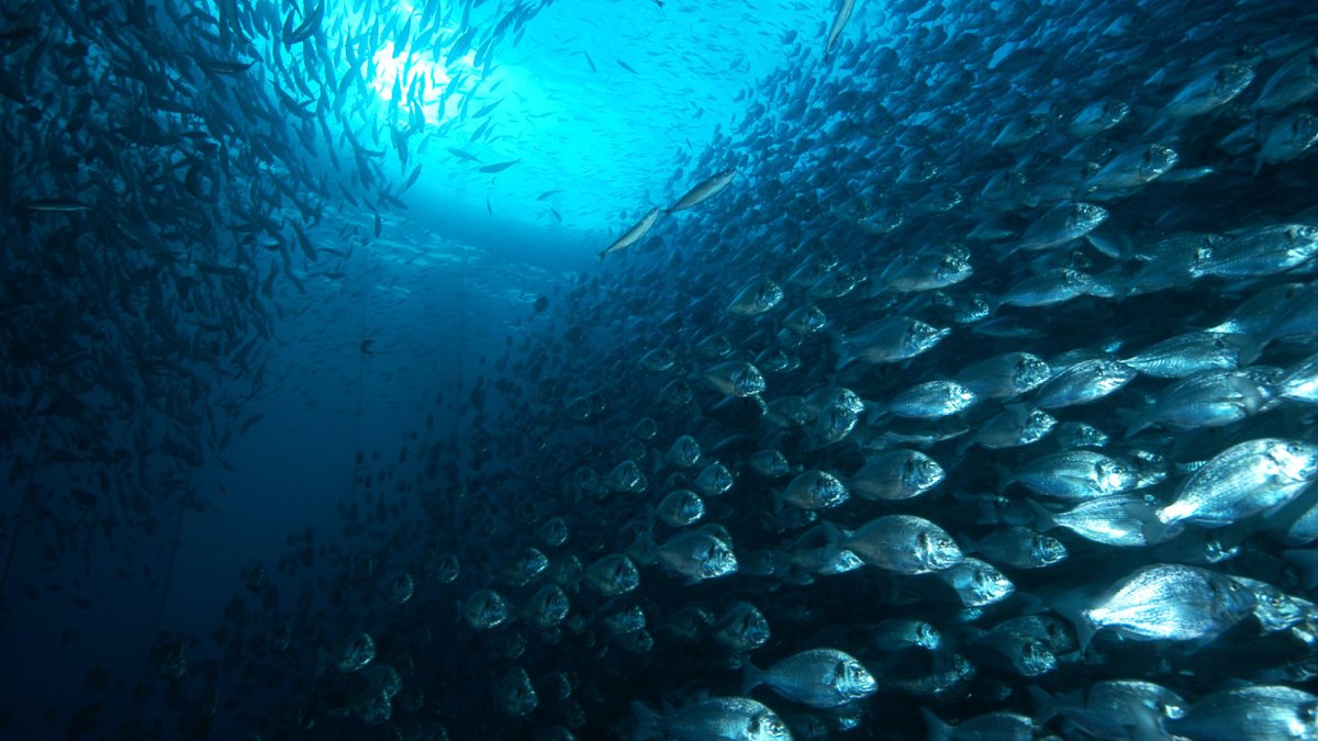 mispeces's tweet photo. La piscicultura española ya cuenta con la primera guía de bienestar de peces. Está elaborada por @APROMAR_acui en un proceso en el que han participado productores, ambientalistas, científicos y representantes de la Administración
https://t.co/0HurXPrWQv https://t.co/yzjoXjd7KT