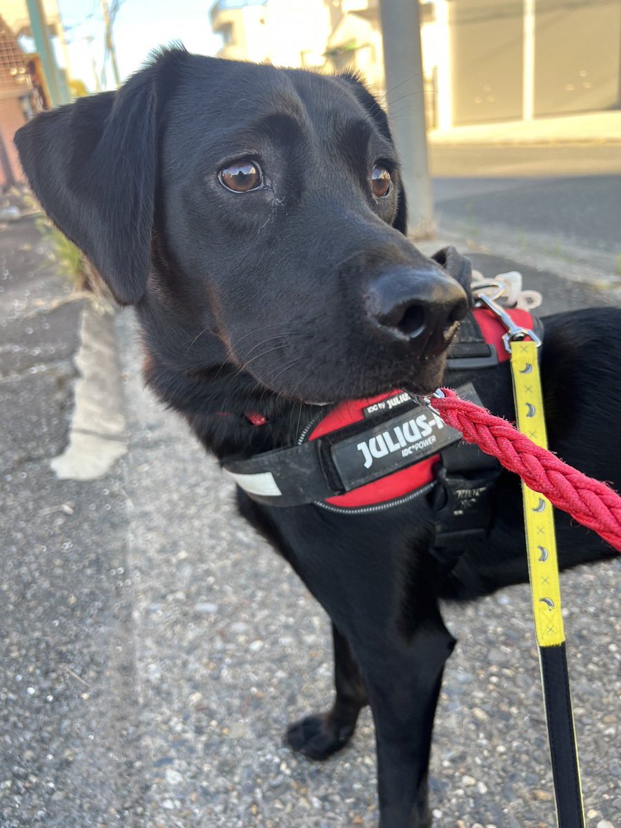 び、美人〜🥺
お気に入りの「バ“ナナ”🍌」のリード。
幼少期は首輪もバナナ柄でしたが、
成長と共にサイズアウト🥲
お散歩の時はもちろんハーネスと首輪のダブルリードにしています👌

#ラブラドールレトリバー　#黒ラブのいる暮らし