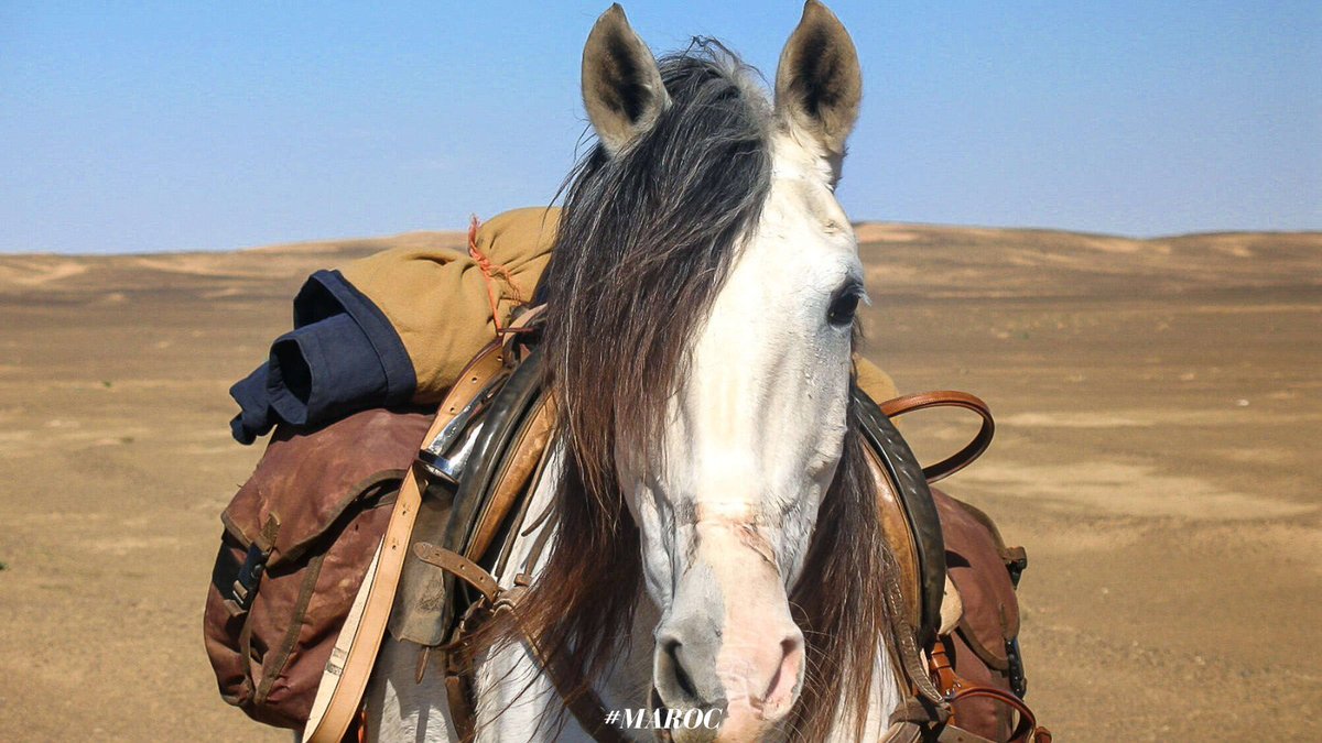 Êtes-vous prêts pour le week-end ? 🐴😀