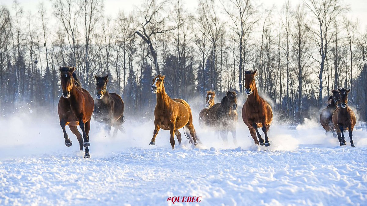 Les vacances de fin d'année approchent. Bon week-end ! 🐎🐎🐎