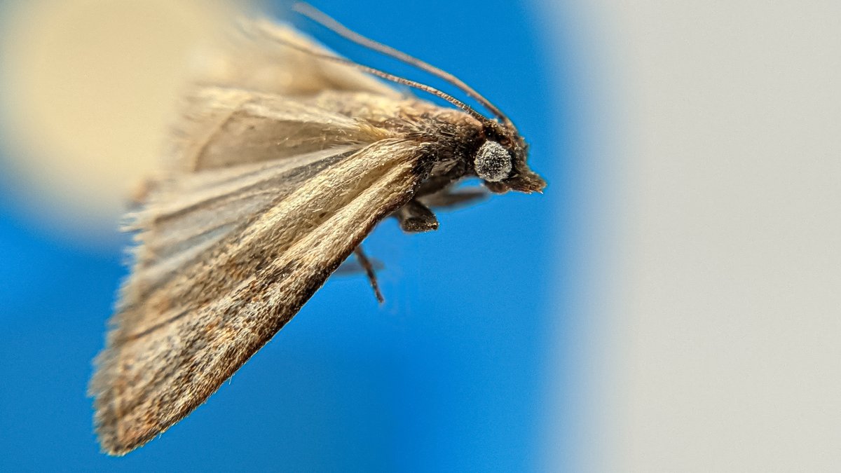 Like them or not - this is a stunning picture taken by our Payman Shafighi
Indian Meal Moth - Plodia interpunctella
#Moths #InsectThursday