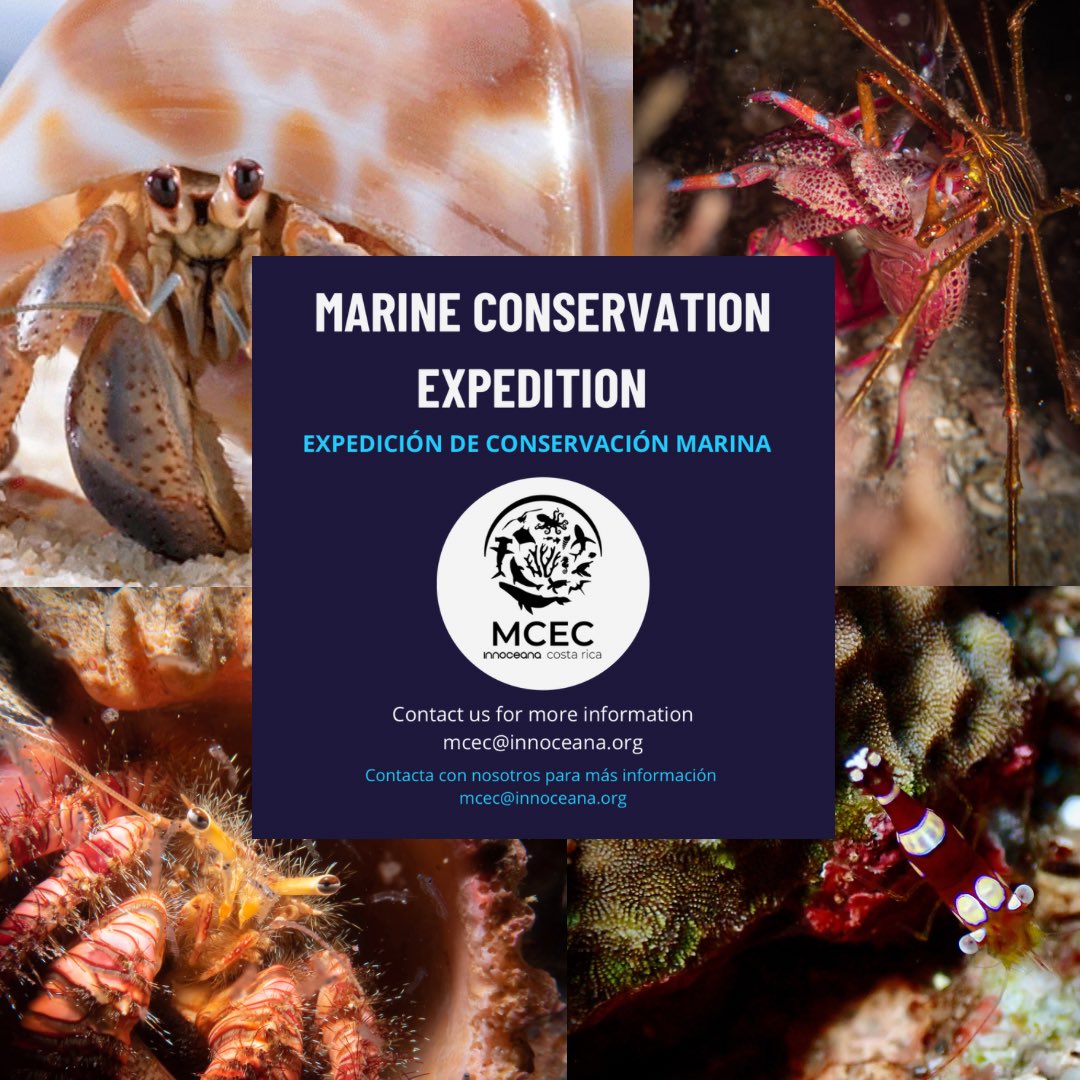 🦀Would you like to dive in one of the most incredible places in the world? How about better understanding (or discovering) the wonders surrounding crustaceans and other invertebrates? If you answered yes, join one of our #marineconservation expeditions at the MCEC in Costa Rica!