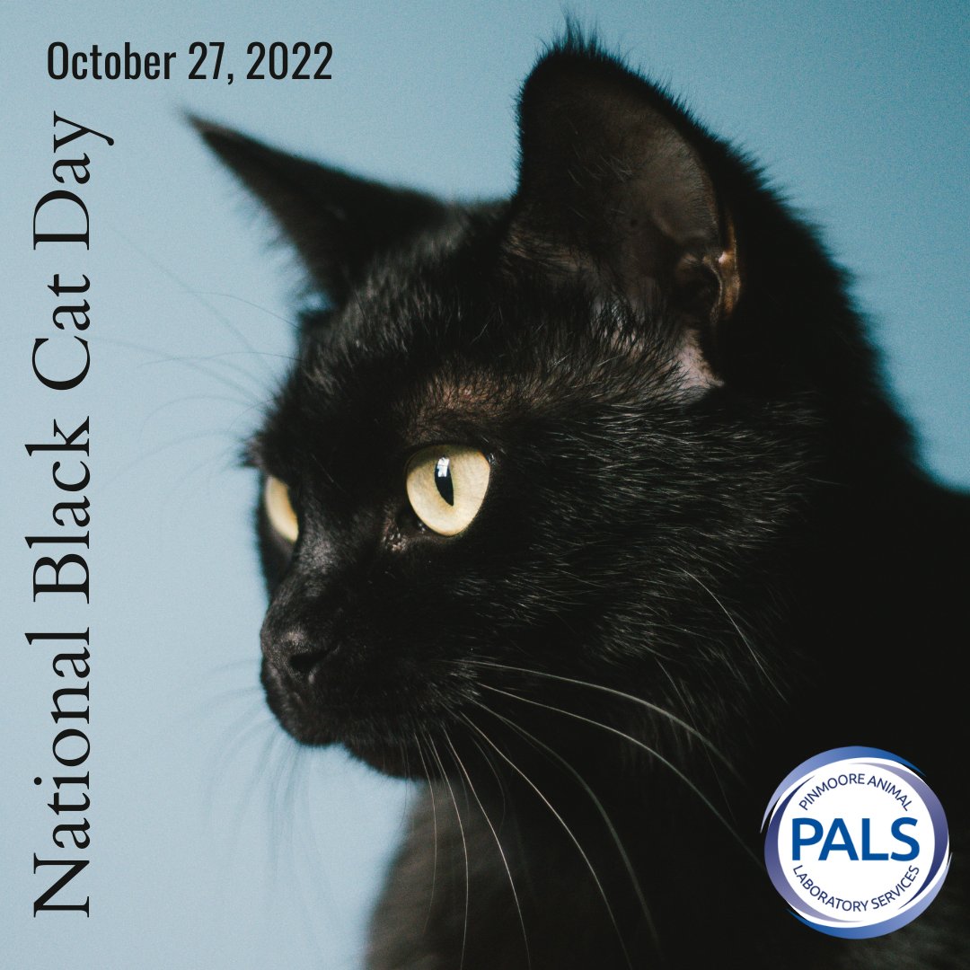 palsvetlab's tweet photo. Happy #NationalBlackCatDay!! 
It's been 11 years since Cats Protection created National Black Cat Day. Statistics show that black cats take on average 7 days longer to find their furrever homes. 
https://t.co/bq2Kya16v7
#NationalBlackCatDay #blackcat #cat #cats #catsofinstagram https://t.co/t8NvQws3n7