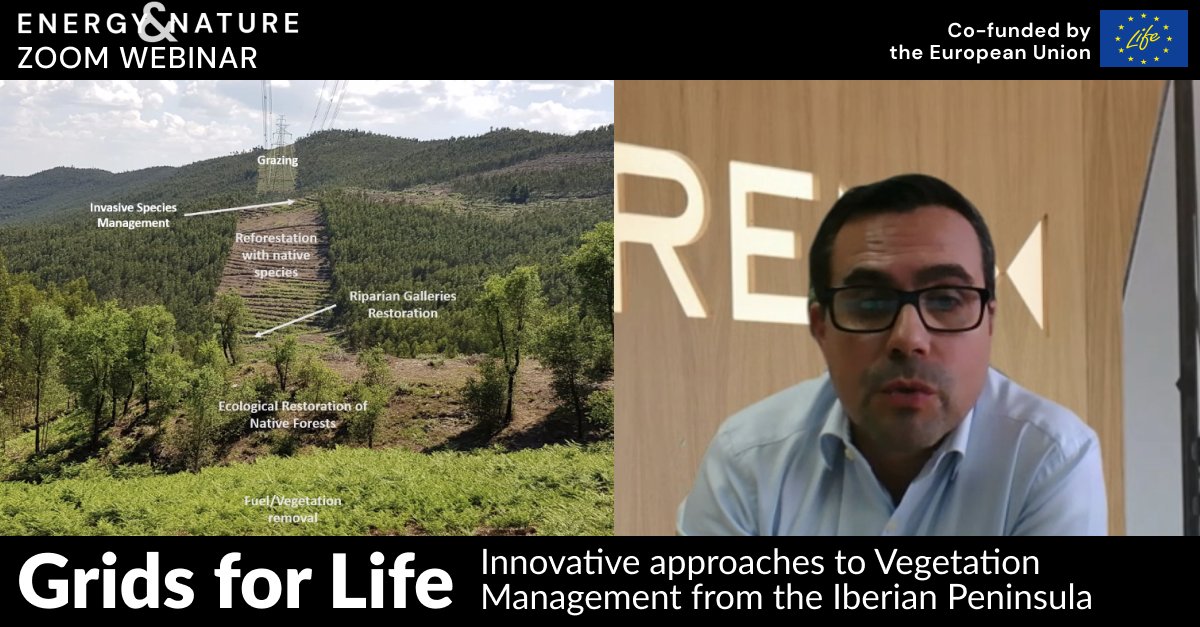 🔴Now in the🌱#Grids4Life webinar: Pedro Marques from 🇵🇹@REN_PT describes impactful IVM practices like restoring native flora, 🐴#horse grazing, and invasive species management. 

🌿More about this #EnergyAndNature webinar👇
renewables-grid.eu/activities/eve…