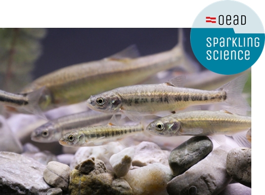 New Sparkling Science cooperation project on the common minnow Phoxinus ssp with pupils-fishermen and scientists in NATURA 2000 Mondsee-Attersee area sparklingscience.at/en/show-projec…
#limnomondsee #uniinnsbruck #nhmvienna #minnow #eDNA #NATURA2000 #conservation #citizenscience