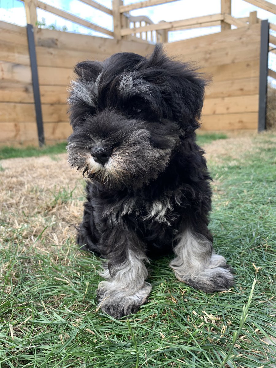 Look how little I was when I first arrived! #SchnauzerGang #DogsOnTwitter