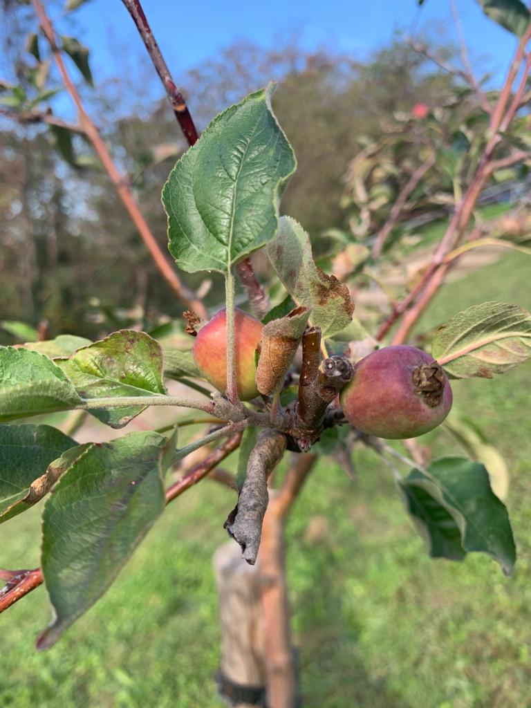 Mairie9Lyon's tweet photo. Gros plans sur le verger de l'Observance 📷
Planté à l'automne 2020 par la @villedelyon et @Mairie9Lyon, il est déjà possible d'apercevoir quelques fruits au bout des branches. Dans 2 à 3 ans, les habitant.e.s pourront se servir allégrement et déguster la production locale. https://t.co/ETQJ4gJavF
