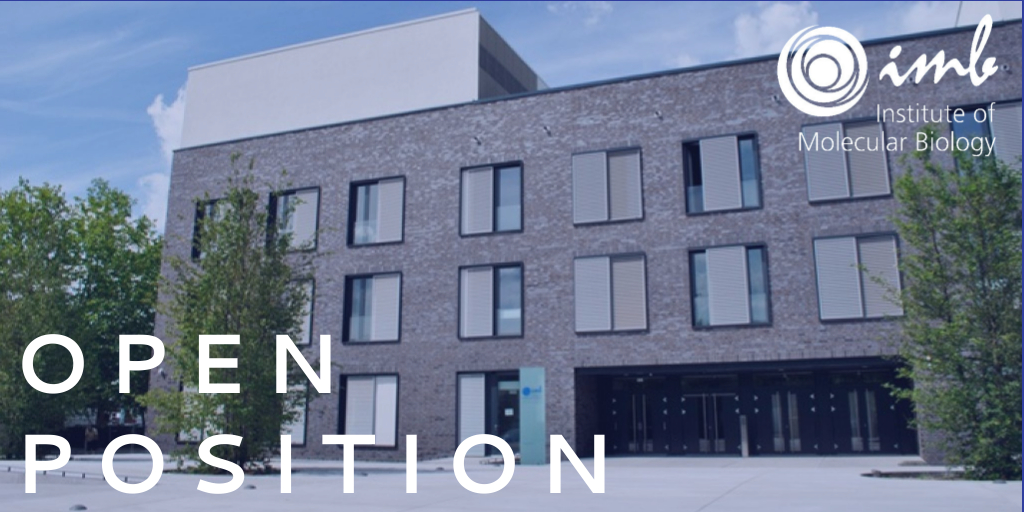 Open positions at IMB! 🚨
We are looking for Research Group Leaders in
#Ageing, #GeneRegulation and/or #GenomeStability.

For more info &amp; to apply, please visit imb.de/GLad
Application deadline: 3 January 2023

#Epigenetics #RNAbiology #Rloops #MolecularBiology #Aging