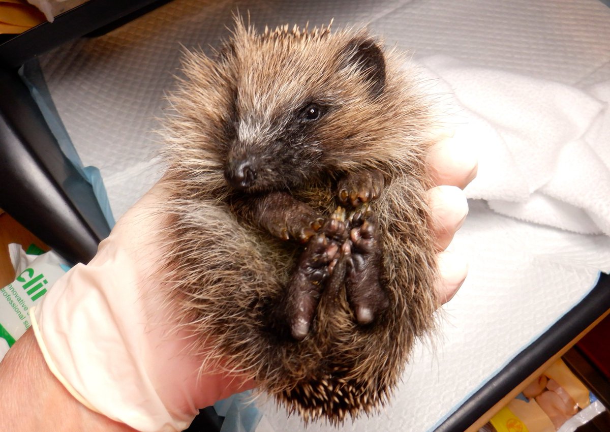 Dear little baby Ned is making such good recovery now. His poos are solid and he's eating well and gaining weight. This morning he was exactly double his arrival weight, and is a proper plump little handful now, compared to the frail little bag of bones he was 3 weeks ago.