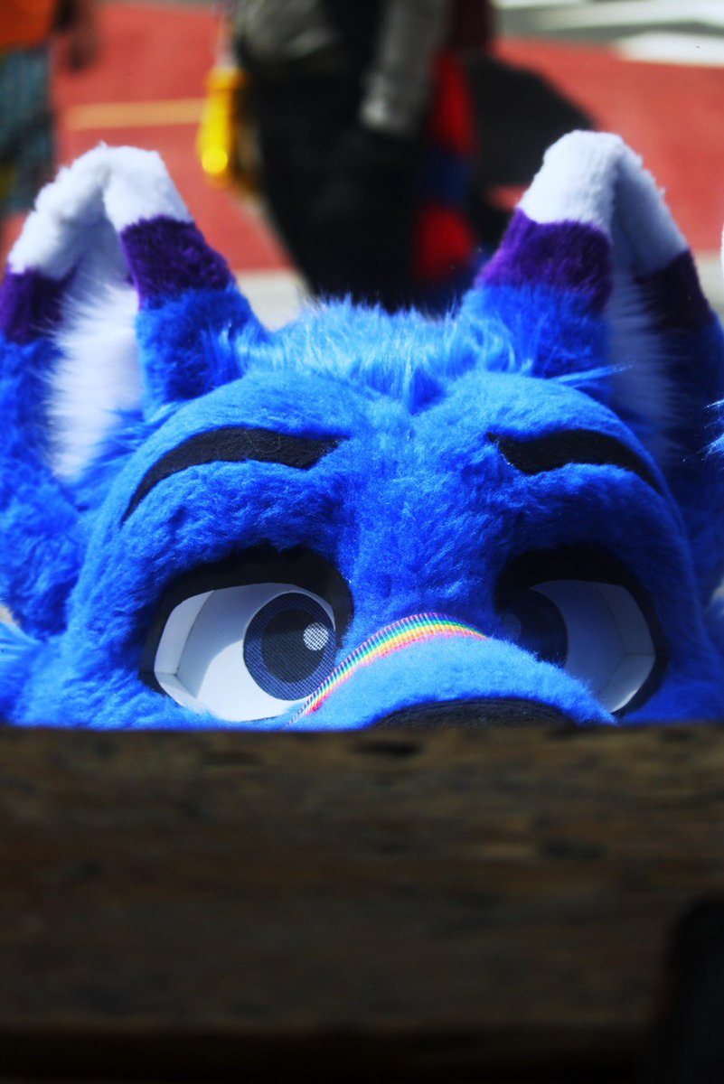 LeedsFurs's tweet photo. Well, with only 30minutes to go, @pastrywuff is currently hiding under the desk and we can't get him out. Somebody tell him he's just pushing the button for a website launch, it's not the nuclear trigger! #leedsfurs #furry #furries #ukfurries #website https://t.co/axKGf7jXXG