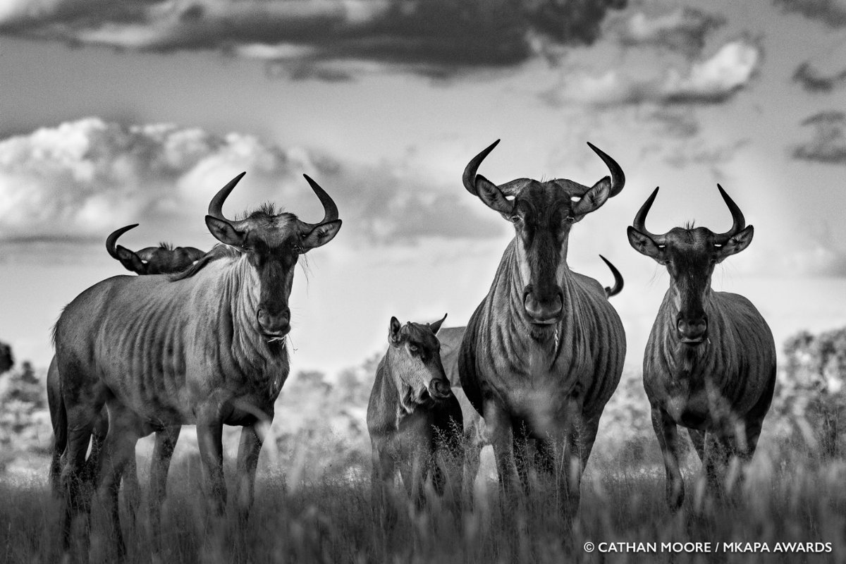 museumsofkenya's tweet photo. In partnership with Nature's Best Photography @naturesbestpics, @AWF_Official 
will today host the second edition of the Benjamin Mkapa African Wildlife Photography Awards at the Nairobi National  where the winners of the different awards categories will be announced. https://t.co/NFYQMYY92a