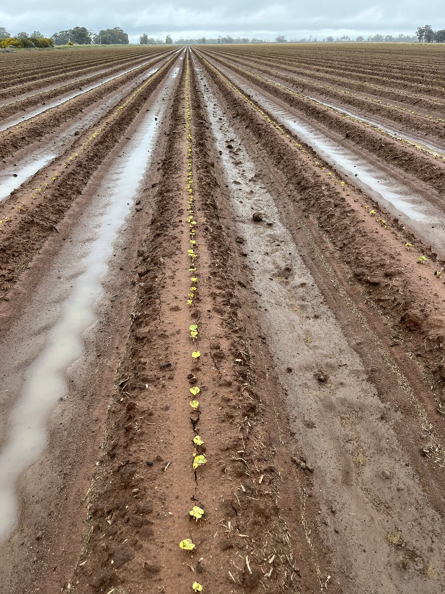 James Kanaley tweet media