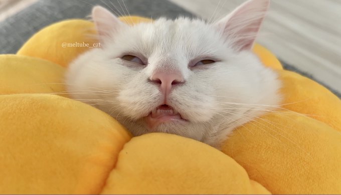 猫の寝顔にヒェッ 飼い主が焦って安否確認した その顔とは Grape Goo ニュース