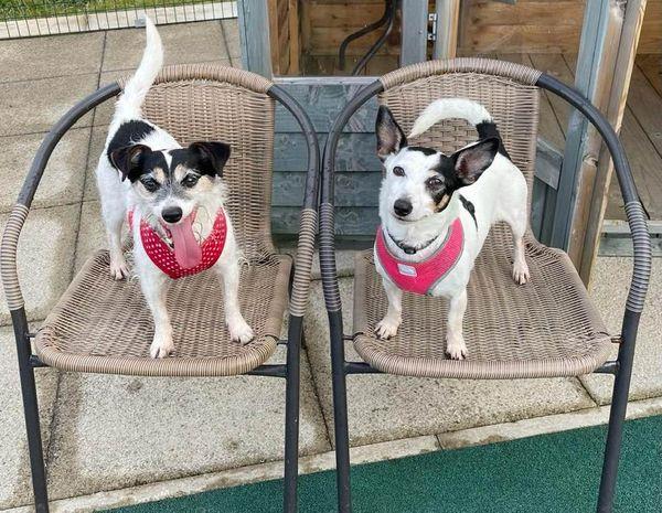 AdoptionsUk's tweet photo. Please retweet to help Jack and Becky find a home together #LANCASHIRE #UK 

BONDED PAIR, aged 11, sadly their owner is too ill to care for them. They are active and enjoy their walks. They need an adult home as the only pets. 

DETAILS or APPLY👇
https://t.co/JNwk7x6L4m
#dogs https://t.co/sVWeoNb6Es