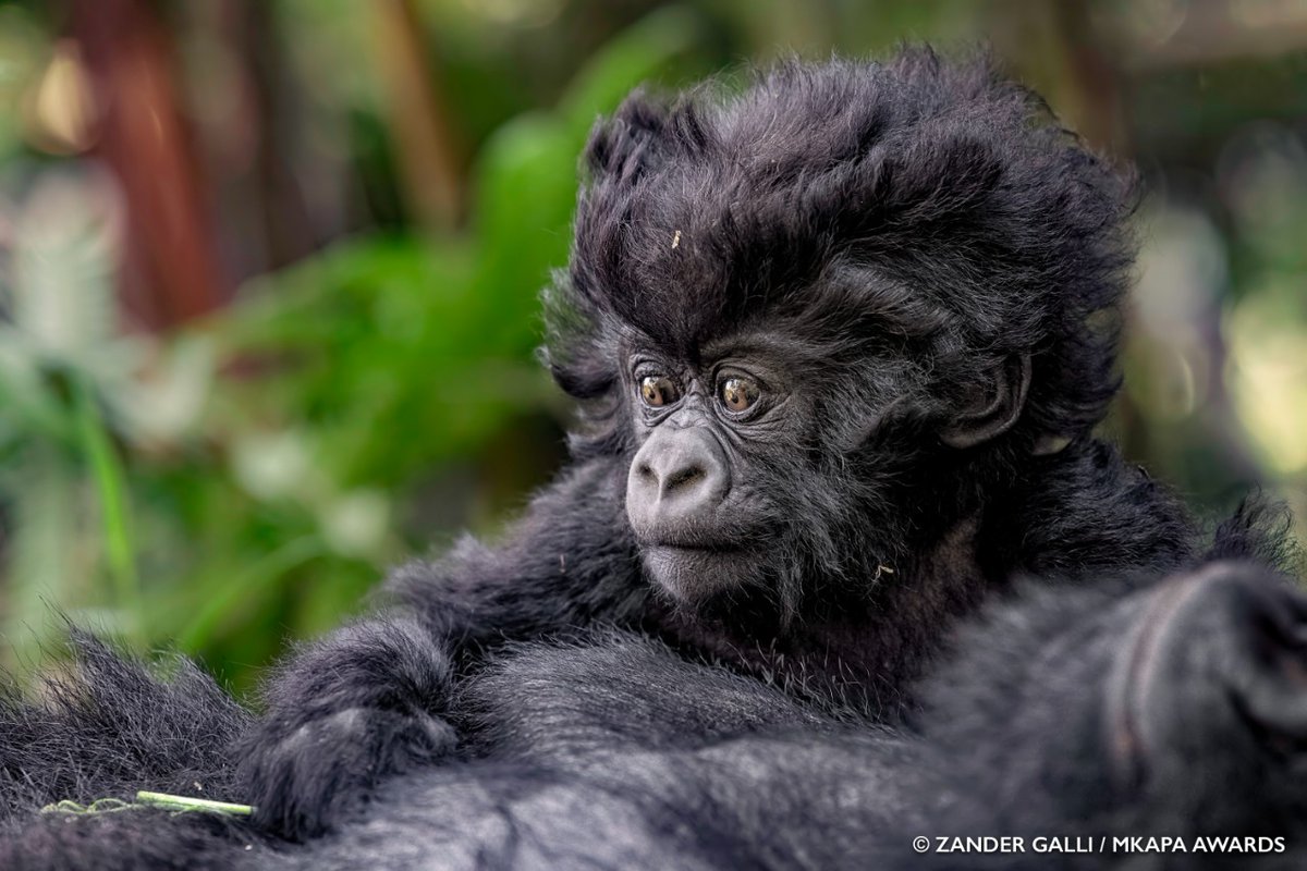 museumsofkenya's tweet photo. In partnership with Nature's Best Photography @naturesbestpics, @AWF_Official 
will today host the second edition of the Benjamin Mkapa African Wildlife Photography Awards at the Nairobi National  where the winners of the different awards categories will be announced. https://t.co/NFYQMYY92a
