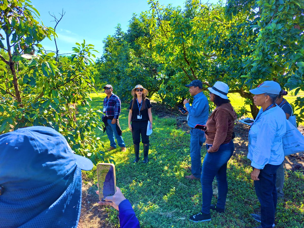 Tropical Plant Clinic & Research Lab (@clinicplant) on Twitter photo Lots of knowledge- accumulated during 10 years (LW arrived to FL avocado industry in 2012) - was shared #DominicanRepublic was well represented <a href="/TropAvocados/">Tropical Avocados from DR</a> <a href="/UF_IFAS/">UF IFAS Solutions</a> <a href="/NPDN/">National Plant Diagnostic Network</a> <a href="/APS_Extension/">APS_Extension</a> <a href="/IFAS_Extension/">Dr. Andra Johnson</a> <a href="/USDA_APHIS/">USDA Animal and Plant Health Inspection Service</a> <a href="/NifaScriAvocado/">NIFA SCRI Avocado</a> <a href="/USAID/">USAID</a> <a href="/forestservice/">USDA Forest Service</a> <a href="/APS_OIP/">APS Office of International Programs</a> <a href="/WACNZ2023/">World Avocado Congress 2023</a> Lots of knowledge- accumulated during 10 years (LW arrived to FL avocado industry in 2012) - was shared #DominicanRepublic was well represented <a href="/TropAvocados/">Tropical Avocados from DR</a> <a href="/UF_IFAS/">UF IFAS Solutions</a> <a href="/NPDN/">National Plant Diagnostic Network</a> <a href="/APS_Extension/">APS_Extension</a> <a href="/IFAS_Extension/">Dr. Andra Johnson</a> <a href="/USDA_APHIS/">USDA Animal and Plant Health Inspection Service</a> <a href="/NifaScriAvocado/">NIFA SCRI Avocado</a> <a href="/USAID/">USAID</a> <a href="/forestservice/">USDA Forest Service</a> <a href="/APS_OIP/">APS Office of International Programs</a> <a href="/WACNZ2023/">World Avocado Congress 2023</a>
