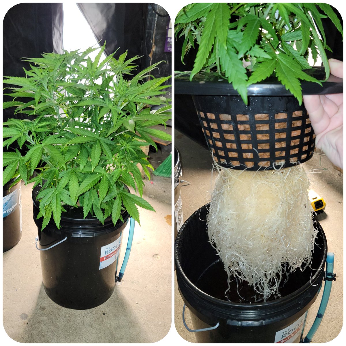 FatBoyFarms's tweet photo. Level 1 Tester for @irvineseedco 
Blue Dream X Lemon Kush day 34 and she is loving that new DWC setup and new @MarsHydroLight TS3000 all installed just for this test! https://t.co/pwcjJ4Hd9X