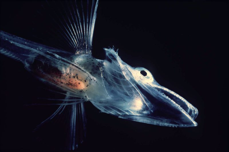 Would you like to work with 500 genomes covering the entire radiation of Antarctic icefishes? Learn #museomics, phylo- and popgenomics? Then come join my group at @NHMOslo_Science as my next PhD student! Deadline 13 January, start ~1 April. Please share! jobbnorge.no/en/available-j…