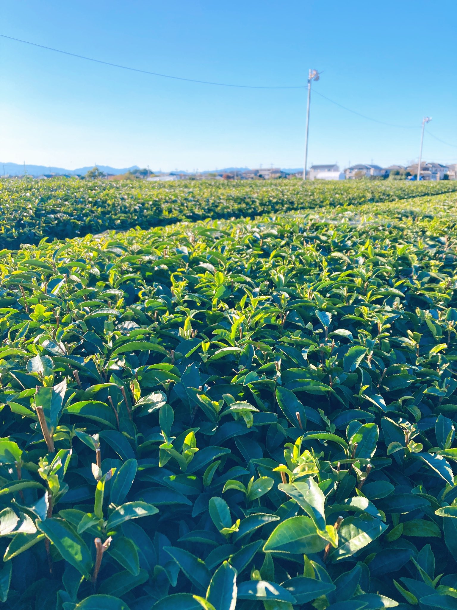 麺屋こころ狭山入曽店 Kokoro Sayama Twitter
