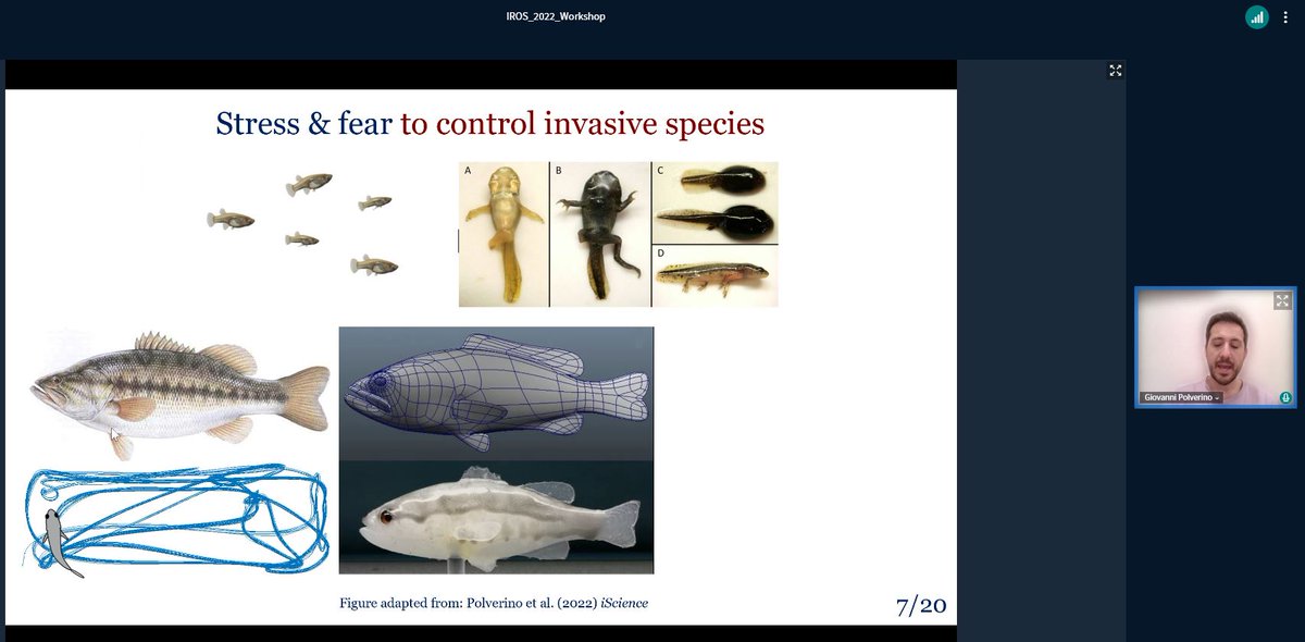 CollectiveBRL's tweet photo. Great talk by @GioPolverino at #IROS22 conference on the effects of robotic predators on fish behaviour! Inducing fear in invasive mosquito fish saves native tadpoles!!!!! Super cool and relevant! #teamfish https://t.co/FvjIIafkGU