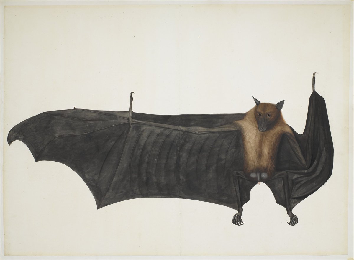 TheHawthorneArc's tweet photo. #Bats have long been associated with #witches, #vampires and #thedevil, versions of all believed to be able to transform into them; some superstitions even hold that ghosts can take their form.

#FolkloreThursday #TheHawthorneArchives #spookyseason #spookymonth https://t.co/2AeYVAabmo
