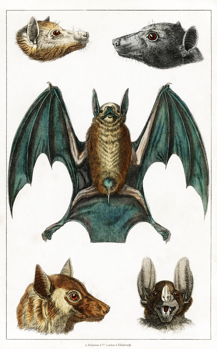 TheHawthorneArc's tweet photo. #Bats have long been associated with #witches, #vampires and #thedevil, versions of all believed to be able to transform into them; some superstitions even hold that ghosts can take their form.

#FolkloreThursday #TheHawthorneArchives #spookyseason #spookymonth https://t.co/2AeYVAabmo