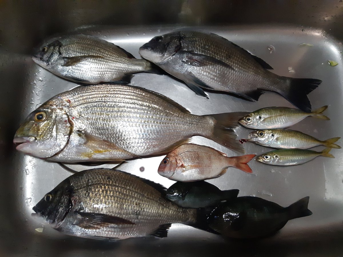 ST91686804's tweet photo. フカセでまぁまぁ釣れたけど泳がせでヒラメ狙いたいのにアジが全然釣れないからヒラメも入ってきてる気配ない😭泳がせってエサ調達から難しいなぁ…
#フカセ　#海づり公園　#釣り
#糸島 https://t.co/uCzi3yRQOH