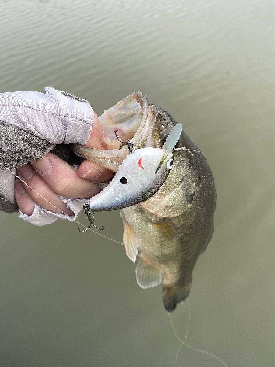 simbapapa0522's tweet photo. CDRのリベンジ釣行🔥
嬉しい一本釣れました🥹

#MonkeyBrainBaits
#Leafer https://t.co/tLkf7ksFG3