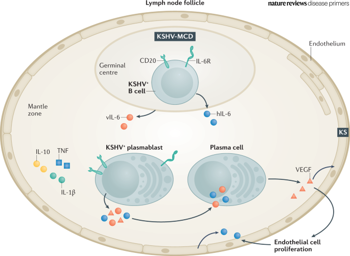 Nature Reviews Disease Primers tweet media