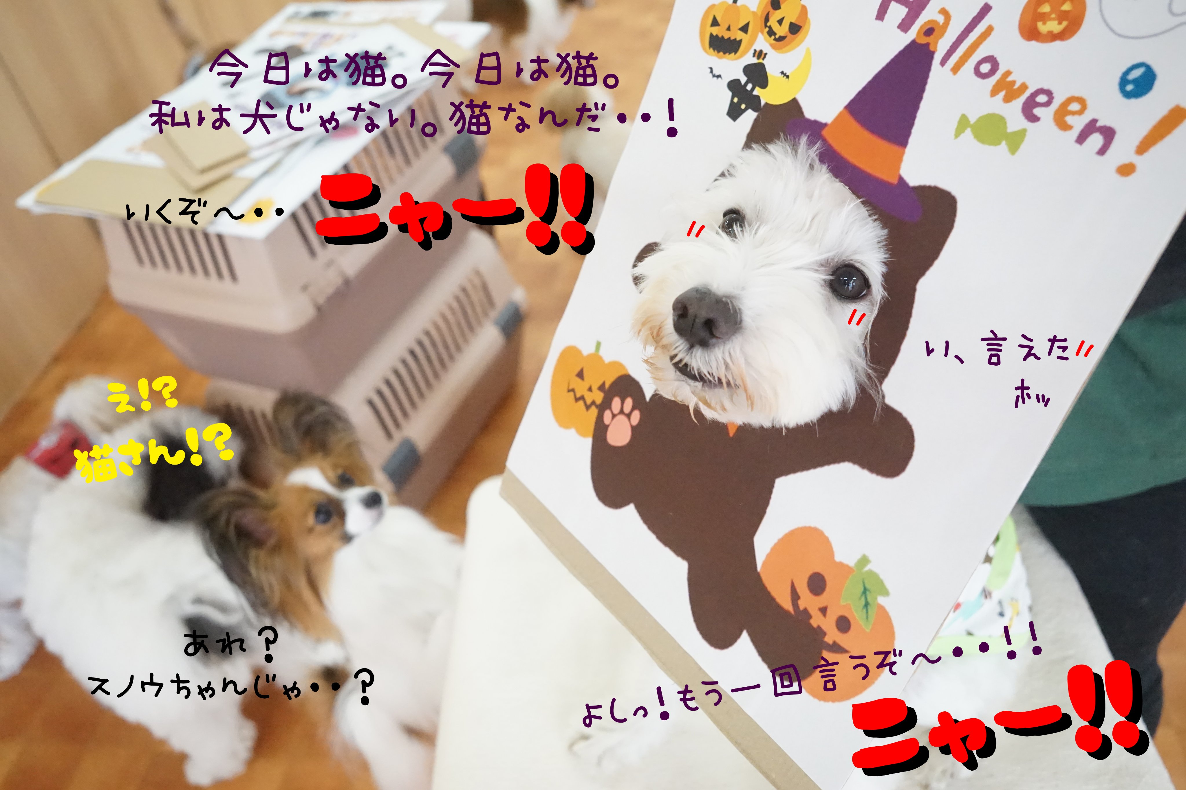 犬の幼稚園 Chouchou Dochouchou Twitter