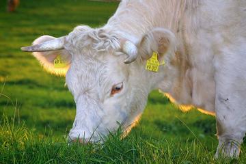 Our friends at @LEAP_Oxford are hosting a conference, sponsored by @wellcometrust, to bring together researchers working on multiple aspects of meat & dairy production & consumption. 🗓️ Dec 15, 2022 🗓️ Registration & call for abstracts: leap.ox.ac.uk/event/leap-con…