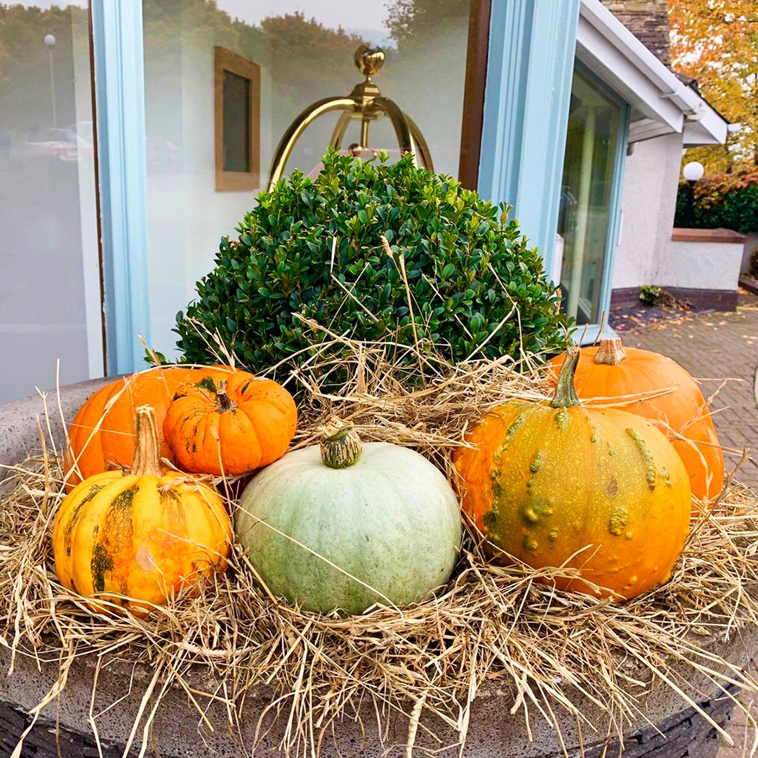 We love the spooky season just as much as we love Autumn. To celebrate the hair-raising holiday we are hosting a Halloween Workshop this week on the 28th, 29th and 30th of October. The kids can enjoy spooky arts and crafts, cookie and cake decorating as a half-term treat!