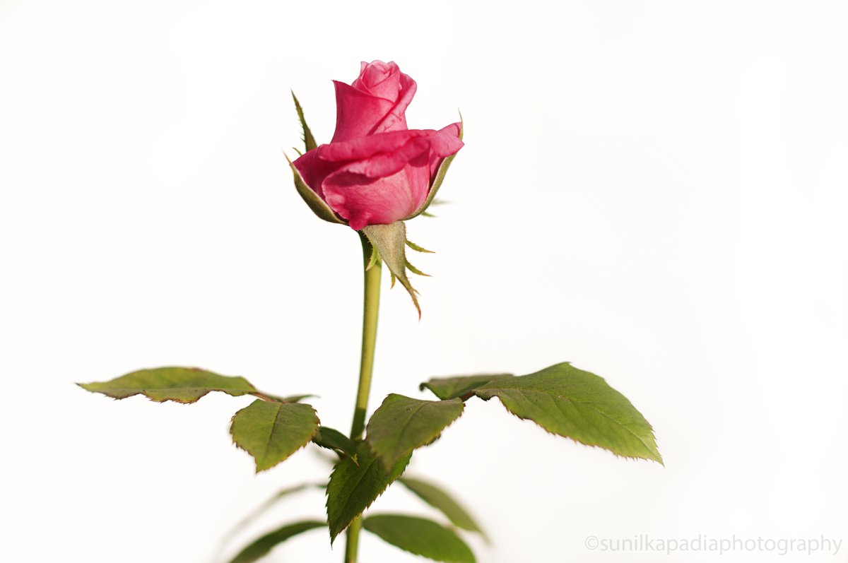 SunilKapadia19's tweet photo. New Photo Art For Sale
_SSK4771 Blossoming To Beauty
https://t.co/iUucIInTvg
#bloom #blooming #blossom #blossoming #beauty #beautiful #color #pink #bud #rose #personifying #selfconfidence #pride #Pune #Maharashtra #India #nature #naturephotography #naturelovers #natureart #flower https://t.co/oEzxUd7njX