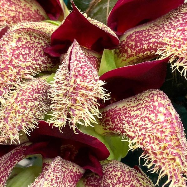 [2/4] Its flower - which is rare to see in cultivation - is said to look like ‘meat with maggots on it’! To the flies & beetles that pollinate it in the wild, it looks & smells amazing! It comes from Papua New Guinea where it grows on other plants as an epiphyte.