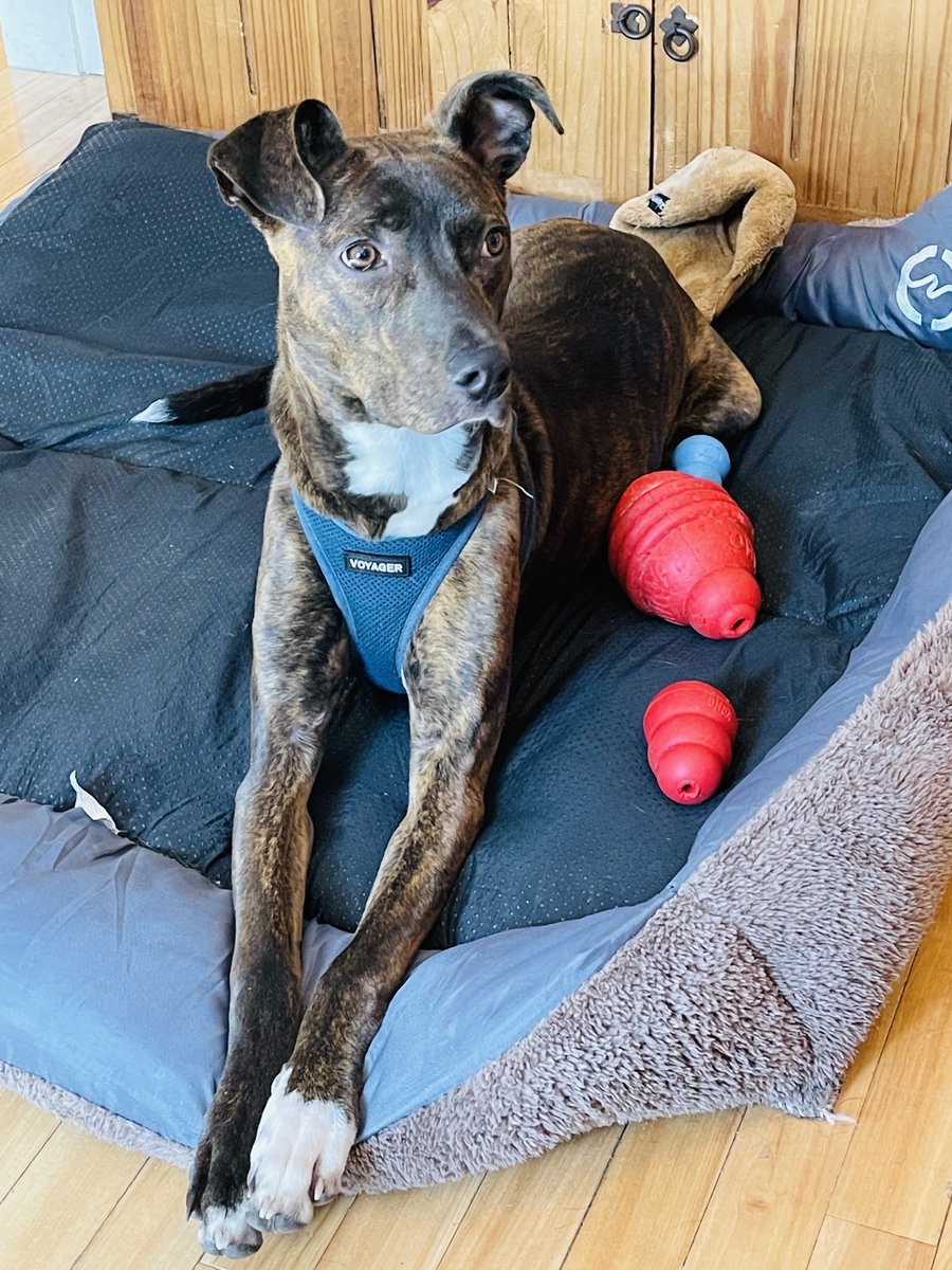 Sometimes you might get a little obsessed with lining your Kongs up in a row. 

But everything doesn't actually have to be in perfect order for you to chase your own tail and finally have a little fun. 

xo
Pogie the puppy

#lifelesson #puppy