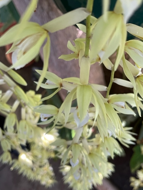[4/4] This has delicate green-yellow flowers on dangling racemes (flowers arranged along a central stem) which are 50cms long. A real jasmine-scented beauty that will chase away all thoughts of stinking fish! #Orchids #SmellyPlant #LivingCollection #HalfTerm