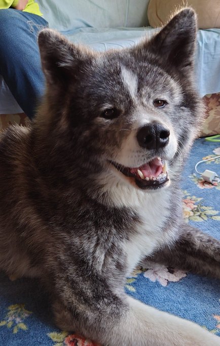 秋田犬虎毛のtwitterイラスト検索結果