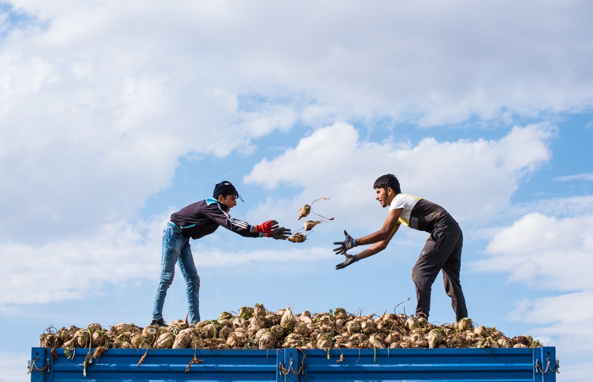 Kars'ta şeker pancarı sökümünden kareler.
