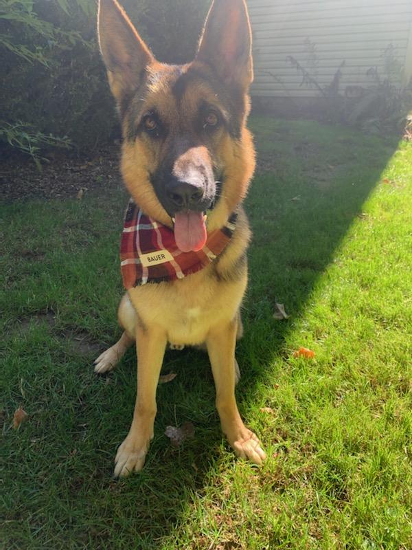 Magpie185's tweet photo. @CaitrATC Mr bauer with his new bandana https://t.co/Dfj3an5Moo