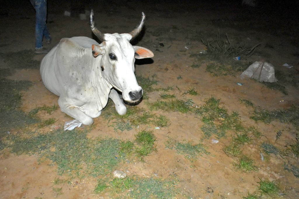 Poojapathak4BJP's tweet photo. #gauumata #lumpyskindisease #BJP4Rajasthan #VasundharaRaje #पूजा_पाठक_जयपुर #rajasthan
#SaveCowSaveEarth #SaveCowSaveVillages
@VasundharaBJP https://t.co/HkQWmRYEHY