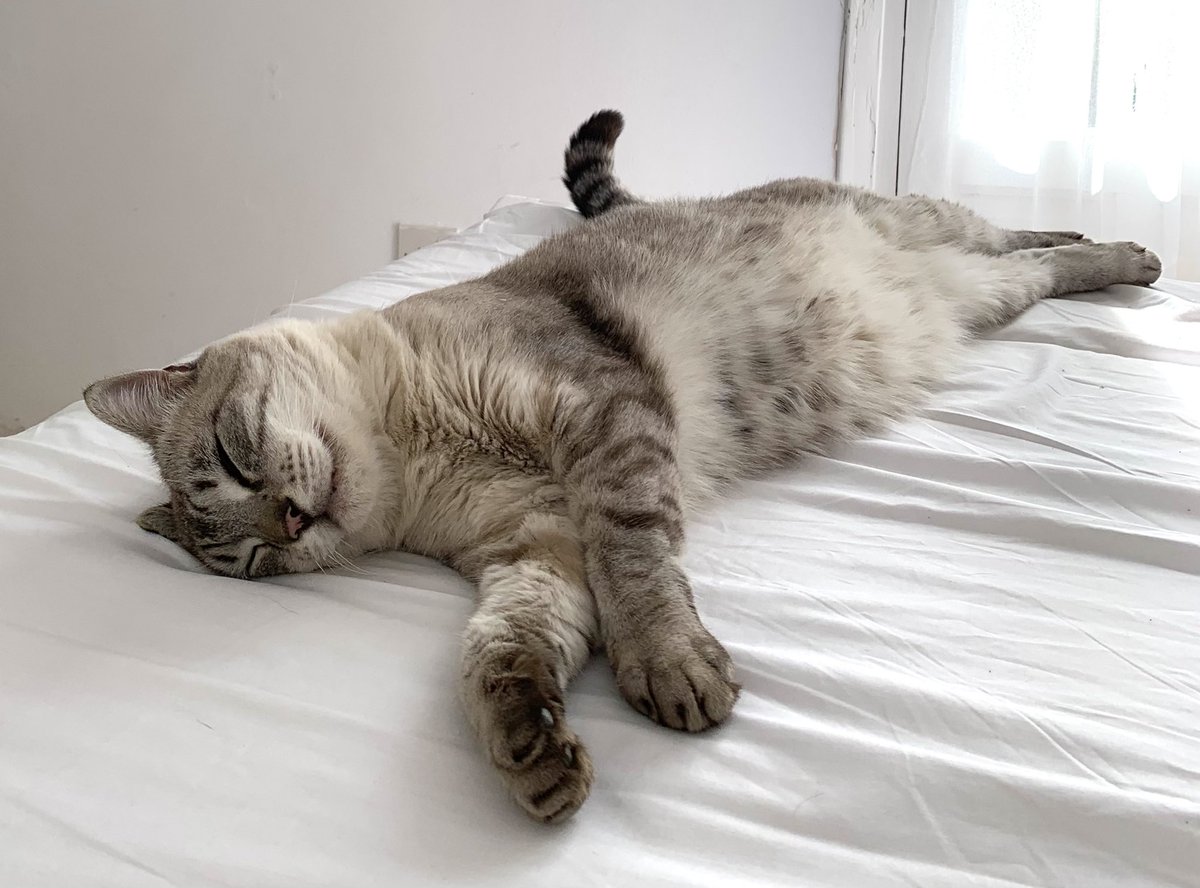 HarryandElvisC's tweet photo. My tail radar is always on alert! ๐
#cats #harrycat #furbaby #CatsOfTwitter #feralfurbaby https://t.co/MgWt2ZIzB5