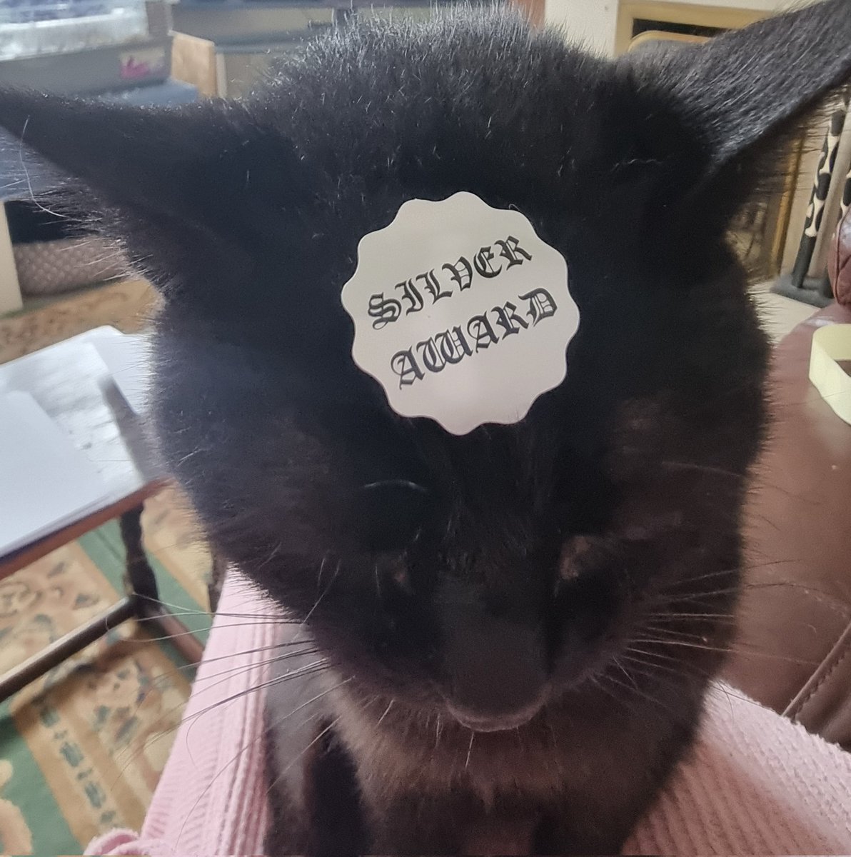 EsxPlayingField's tweet image. When your cat decides to 'help' with putting the award stickers on the certificates! Thanks Penny! Apologies to anyone who gets awarded some cat fur as an added bonus tonight!
#AGM #awardsnight #playingfields #blackcatlove