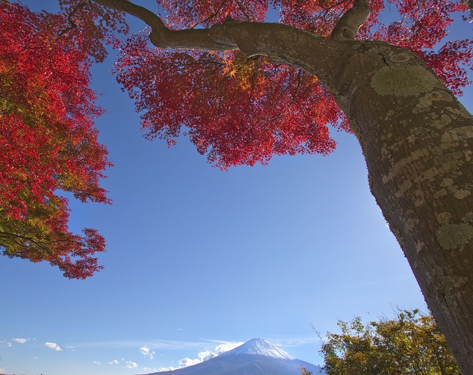 おはようございます。 今日の写真は「紅葉越しの富士」です。 今日もよろしくお願いします。