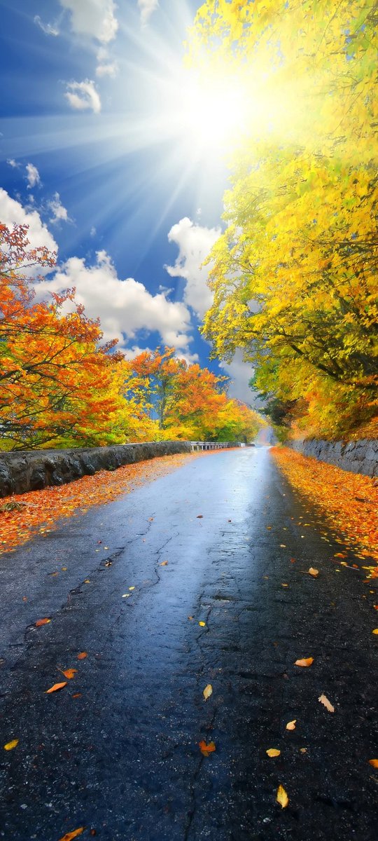 Nael Shama tweet media