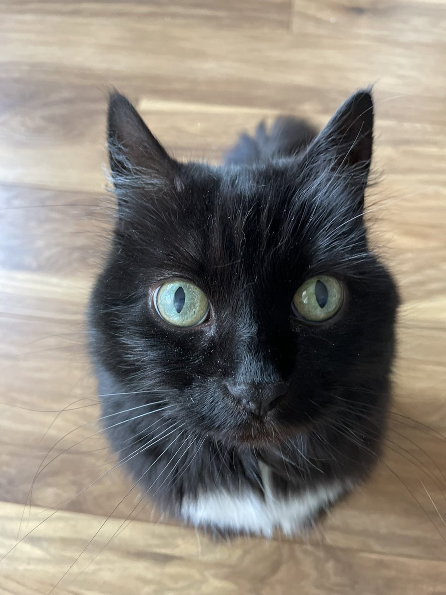 Ciderhoff's tweet photo. #NationalBlackCatDay https://t.co/203IwY1QBB