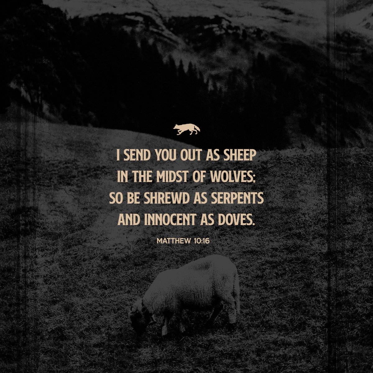 Good Afternoon. Truth For Thursday. ““Behold, I send you out as sheep in the midst of wolves; so be shrewd as serpents and innocent as doves.” Matthew 10:16 NASB1995 bible.com/bible/100/mat.… #Bible #ThoughtForTheDay #Wisdom #Meditate bible.com/bible/100/mat.…