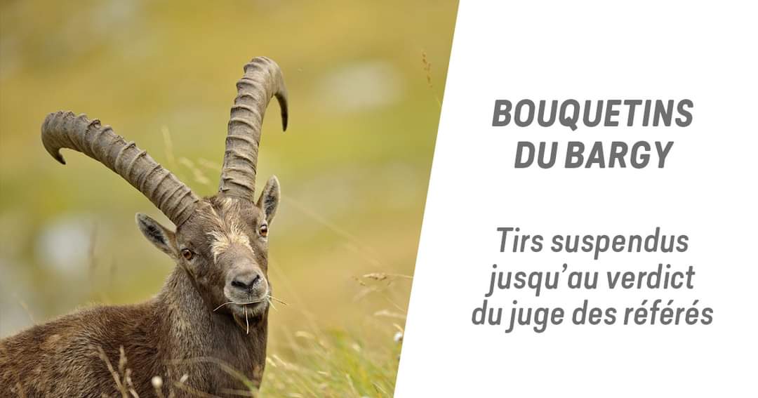 Le ministre de la Transition Écologique <a href="/ChristopheBechu/">Christophe Béchu</a> a confirmé que les tirs des 14 bouquetins qui ont survécu aux abattages des 17 et 18 octobre derniers étaient suspendus jusqu'au verdict du juge le 3 novembre.🤞

photo : Eric Pioche